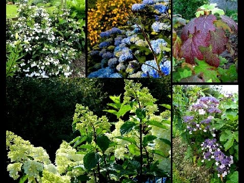 download lagu mp3 mp4 Types Of Hydrangeas And When To Prune, download lagu Types Of Hydrangeas And When To Prune gratis, unduh video klip Types Of Hydrangeas And When To Prune