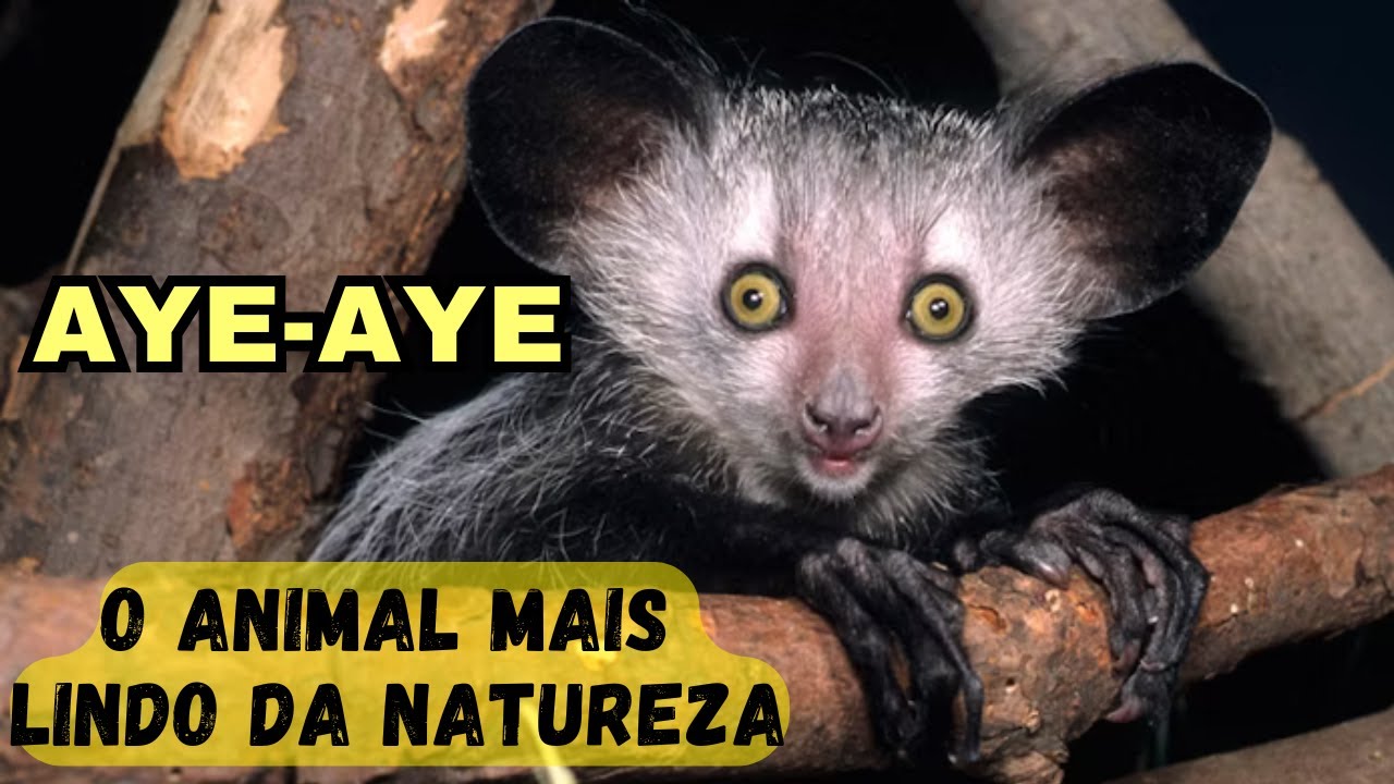 AYE-AYE - UM DOS ANIMAIS MAIS ESTRANHOS E CURIOSOS DA NATUREZA UM BICHO DE MADAGASCAR BEM DIFFERENTE