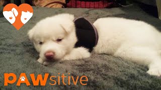 Siberian Husky Pup Scheduled for Euthanasia for Being Born Like This