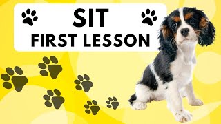 How to Train a Cavalier King Charles Spaniel Puppy to Sit Lesson 1  | How to Train a Cavalier to Sit