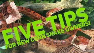 5 Tips For New Corn Snake Owners.