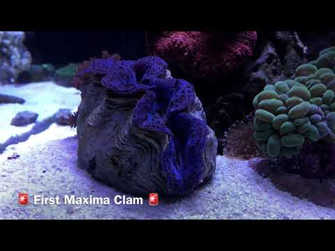 SCA 120 Gallon Reef Tank | Ep. 27 | SPS Mounting, Gluing & Placement