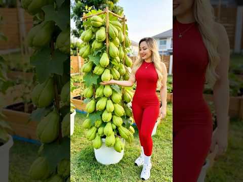 Home Garden Ideas | Grow Chayote Easily in Your Backyard or Pots 🪴