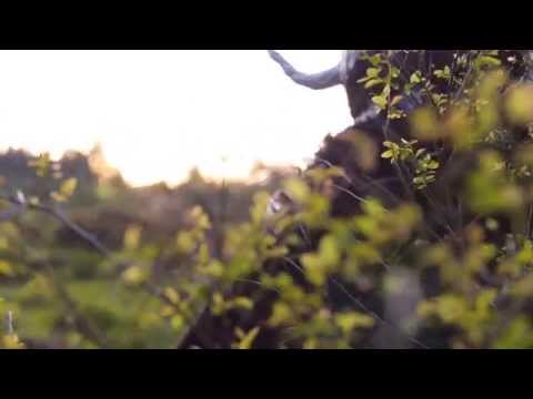 ICELANDIA - Magic (Official Music Video)