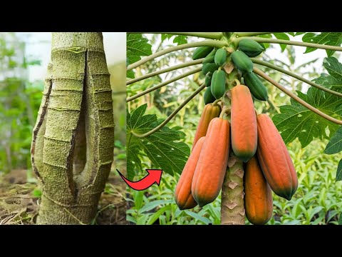 🌿Boost Your Papaya Tree’s Yield with This Simple Technique!