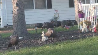 NJ DEP To Trap Toms River Turkeys