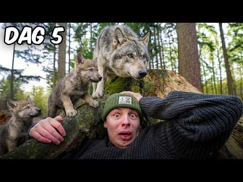 Jeg møder en ULV i DANMARK!