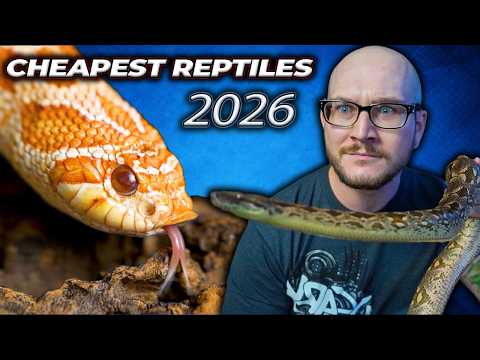 Top 5 CHEAPEST Reptiles in 2026