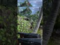 Battlefiled V Montage Shorts