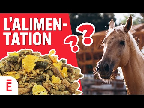 , title : 'Quelle alimentation choisir pour mon cheval ?'