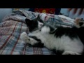 Tuxedo Cat Trying To Bite My Hand