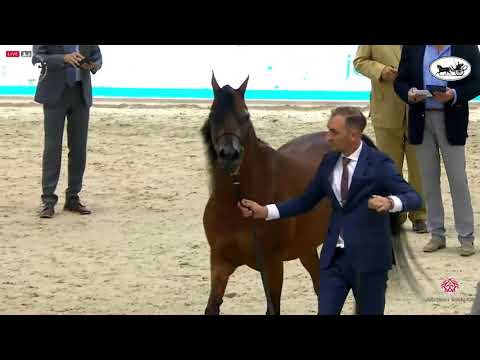 N 95 ESPERANZZA AL VENTUR   Dubai International Arabian Horse Championship 2021   Mares 7 9 Years Ol