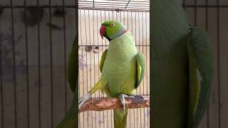 Download lagu Burung beo bisa ngobrol 🦜 | Burung beo hijau bisa ngobrol #viralyoutubeshorts mp3