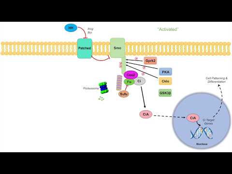 Overview of Glycolysis Basics for Beginners Biochemistry Lesson