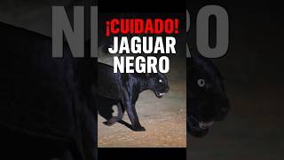 Jaguar negro: el depredador invisible de la noche
