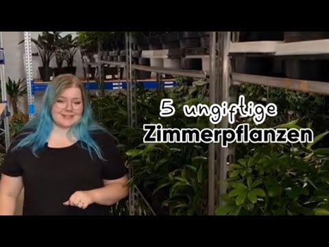 5 ungiftige pflegeleichte Pflanzen! #zimmerpflanzen