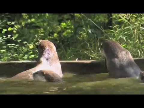 Help Care for Rescued Animals in Cambodia