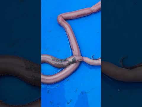 Massive bloodworm eating another worm 🪱 #shorts