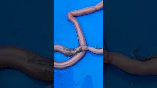 Massive bloodworm eating another worm 🪱 #shorts