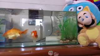 金魚の水槽にメダカ100匹入れてみた😅