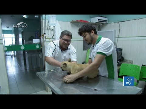 Senado aprova linha de crédito especial de até R$ 100 mil para profissionais liberais