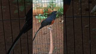 Download lagu Suara murai betina full emosi panggil jantan#Shorts mp3