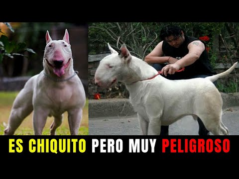 10 Datos Sorprendentes Sobre el Bull Terrier Que Tienes que Conocer