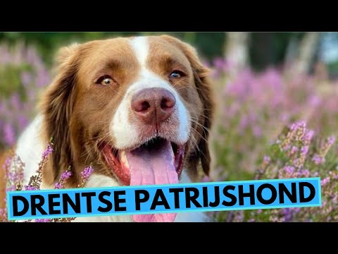 Drentse Patrijshond - TOP 10 Interesting Facts