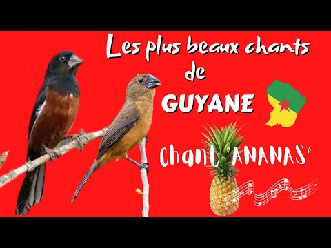 Picolette chant ananas (son pour apprentissage)