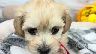 ハーフ犬の動画01