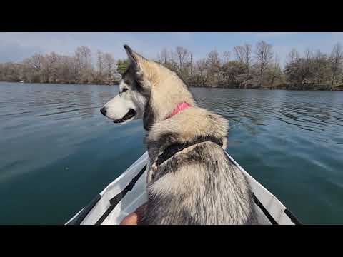 Doggy Paddlin' in the Oru Kayak Lake Edition