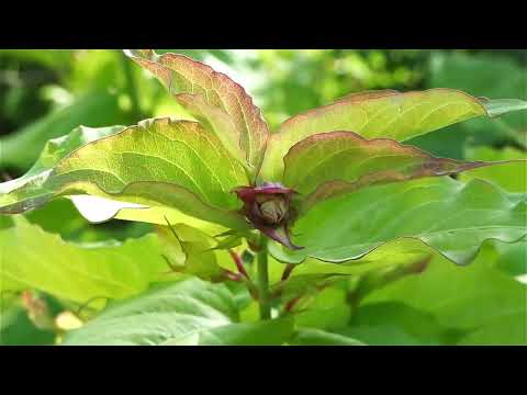 JARDIN DU GRAND CHARME 17 07 2025 720 x 1280