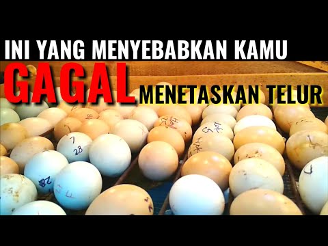 , title : 'Penyebab Utama Telur Gagal Menetas | Mesin Tetas Telur'