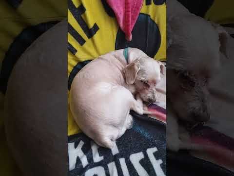 soy toby el perro que tiembla