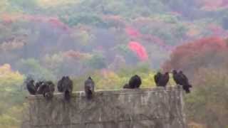 preview picture of video 'Temporary pipeline and big birds near pads in Washington County PA'