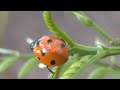 Coccinella septempunctata ladybug