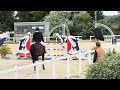 Gelding Selle Fran&ccedil;ais For sale 2018 Coloured