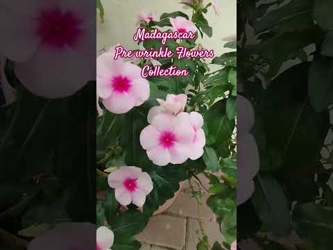 Madagascar Peri wrinkle flowers Collection  #periwinkle  #ideaskotv  #flowers