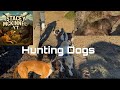 Cleaning Up A Few Pigs Pig Hunting With Dogs