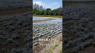 【宮崎】生駒高原のネモフィラで運が良くなる動画#shorts