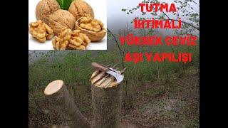 TUTMA İHTİMALİ YÜKSEK CEVİZ AŞI YAPILIŞI - HOW TO MAKE A SUCCESSFUL WALNUT VACCİNE