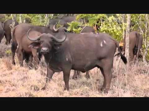 Part 1 PM Safari Drive at Djuma Game Reserve on Jan 10, 2016