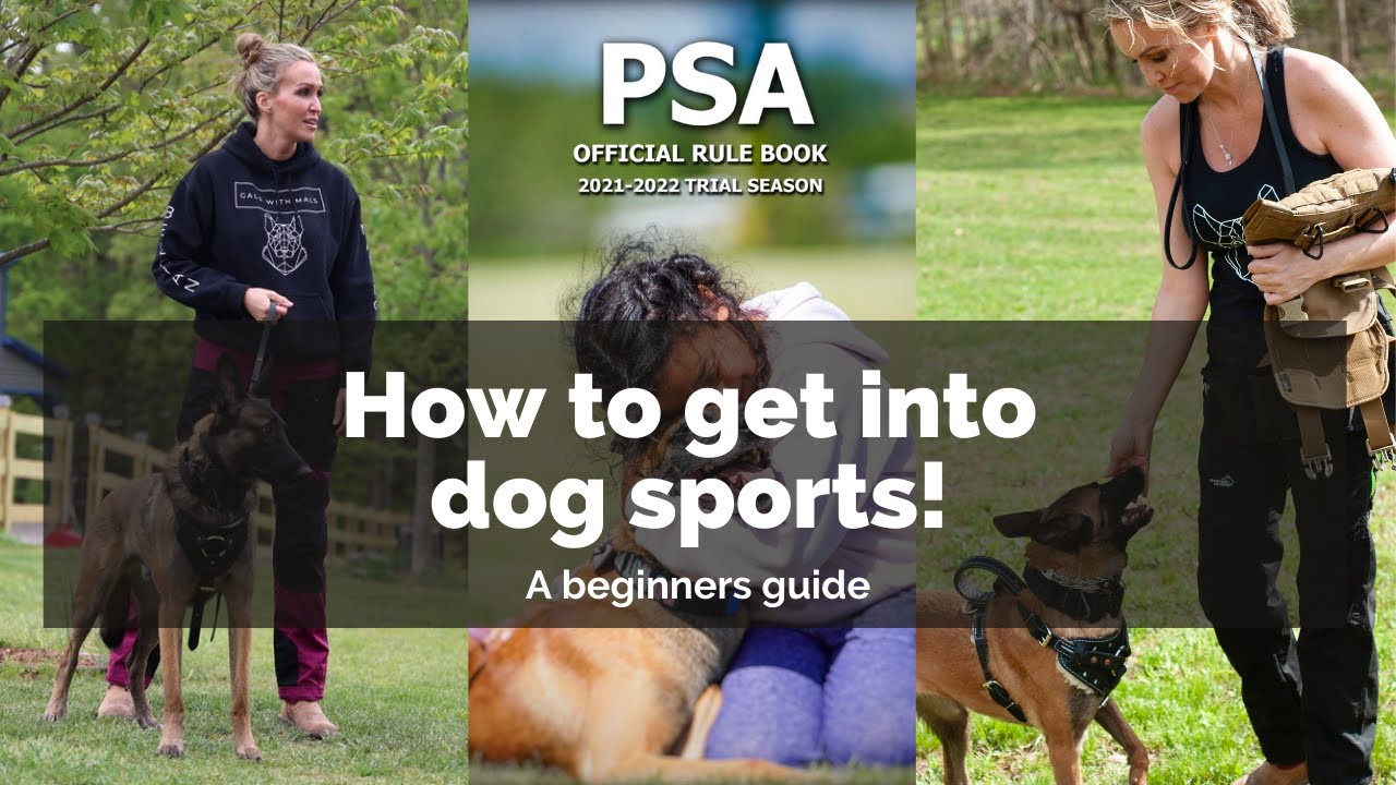 How to get into dog sports