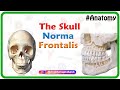 Anatomy of the Skull : Norma Frontalis