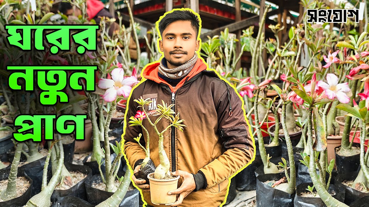 ঘরেই নার্সারি! ঘরের ভেতরেই সবুজ স্বর্গ