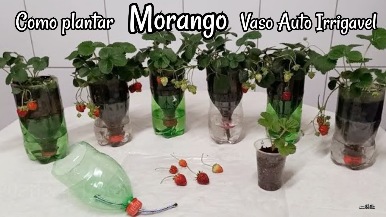 Como Plantar Morango -  Vaso Auto Irrigável em Garrafa Pet   passo a passo