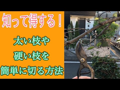 絶対知っておきたい4月・5月に剪定してはいけない植物8選  庭園