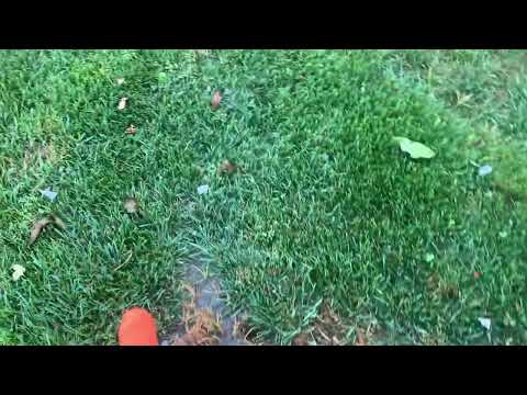 Moles Are Handled with the Burrow RX in Manalapan, NJ