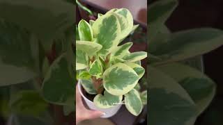 #shorts Peperomia obtusifolia care variegata light requirements | variegated indoor plants