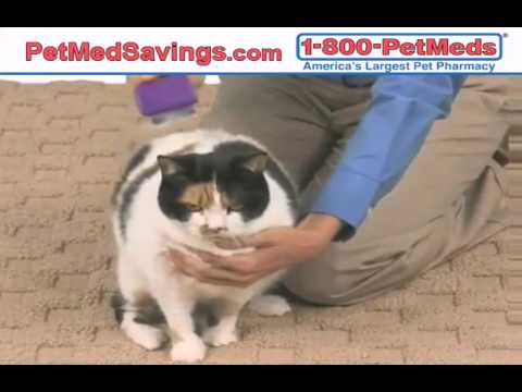 Stop Annoying Shedding with Cat Shampoo! - video